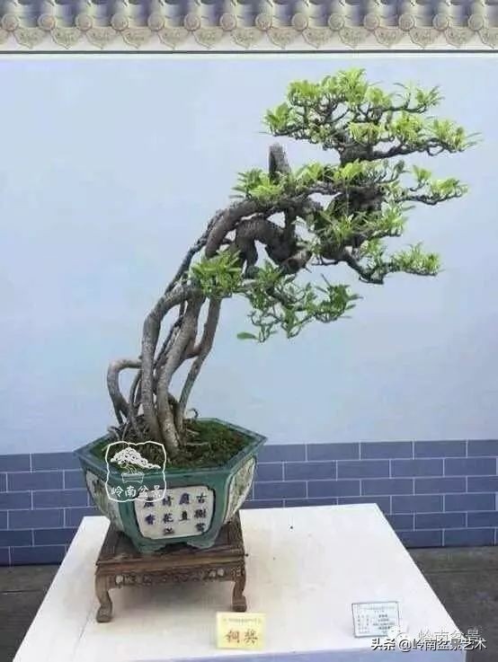 以根代杆下细上粗式盆景图片,十种适合吊着养的盆景