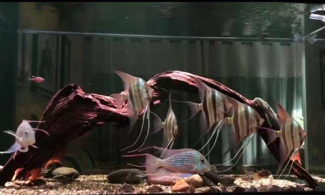 小缸有必要培养硝化细菌吗,开缸前怎么样能快速培养硝化细菌