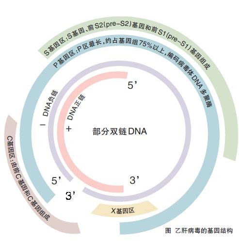 乙肝病毒是什么为什么这么顽固？