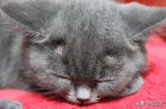 猫癣反反复复总不好怎么办,猫癣反反复复好不了怎么办