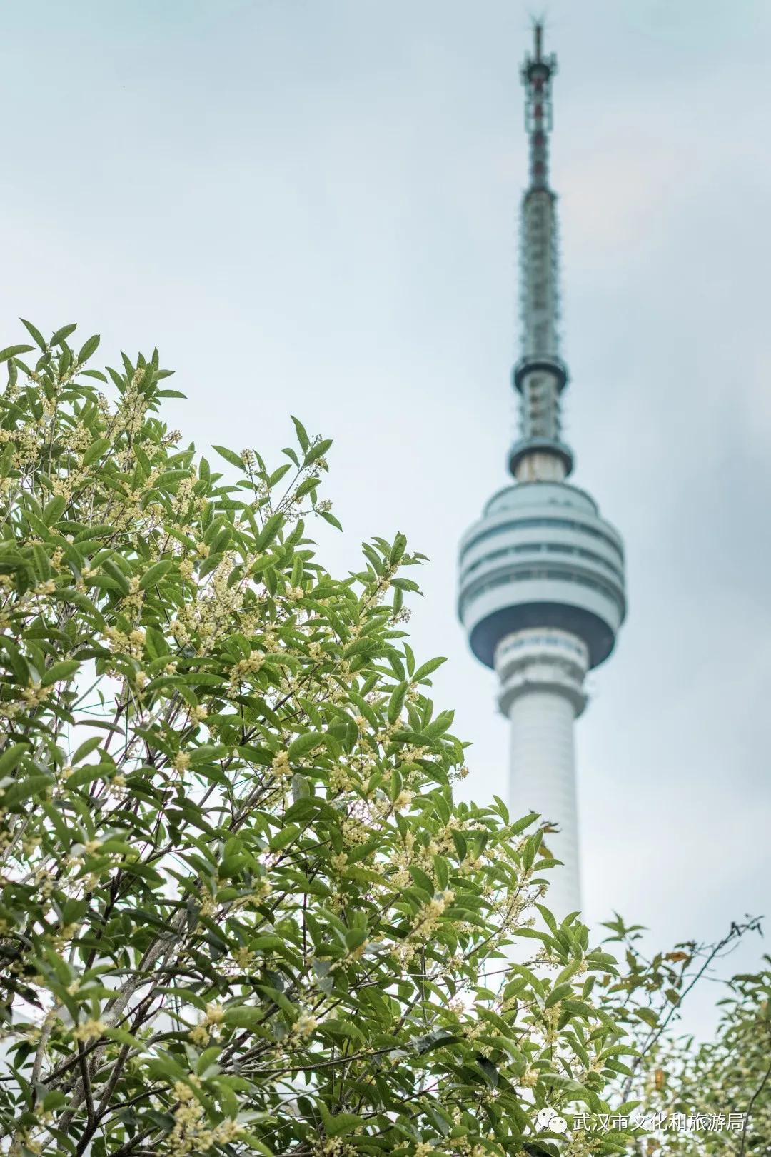 武汉的桂花，香了「美文|科普|导游」