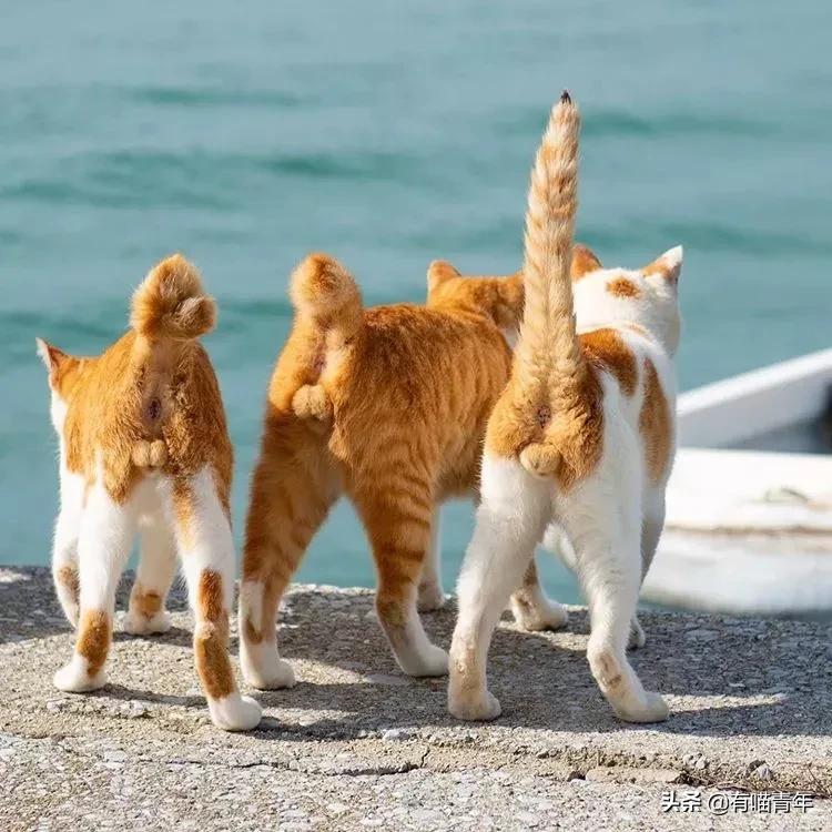 猫咪在啪啪啪的时候,究竟爽不爽?