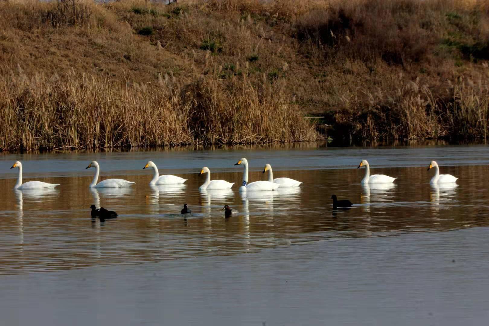 西安阎良区：石川河里天鹅翩翩舞