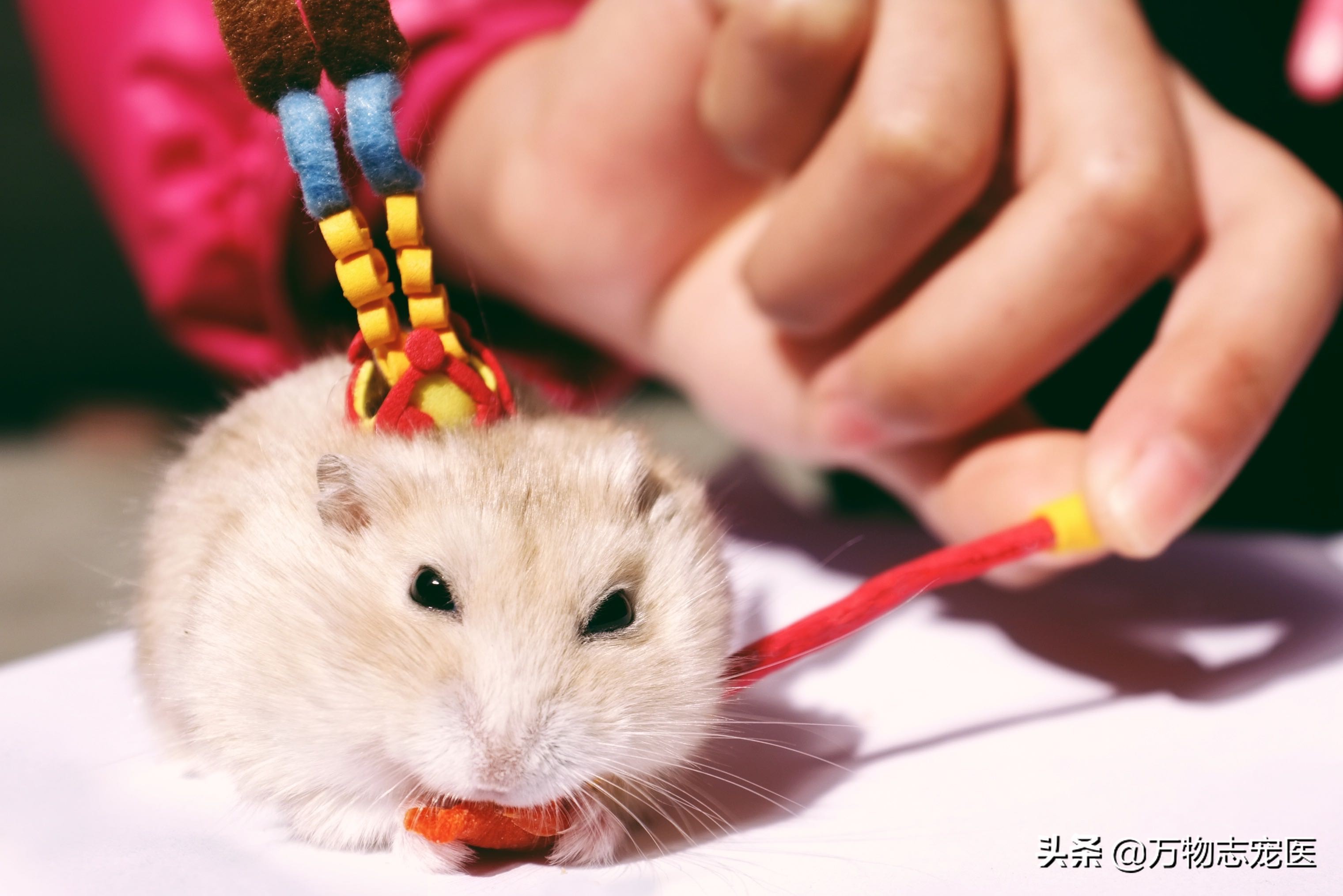 仓鼠的一些常见病和解决办法,养仓鼠的注意事项和常识