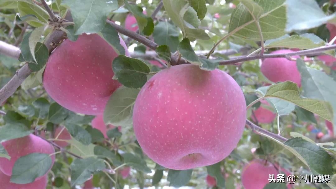 又香又脆又甜的苹果,好吃的苹果又脆又甜青苹果