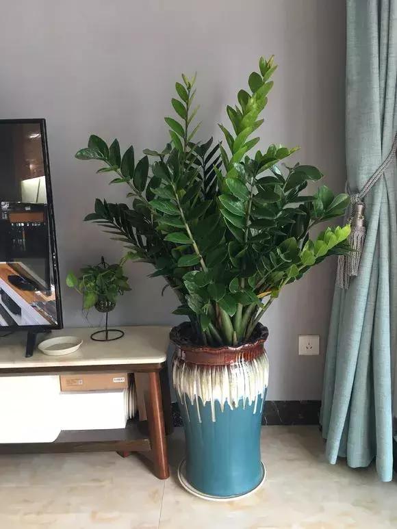 绿萝如何养才能活得更茂盛,养绿萝只需2个技巧