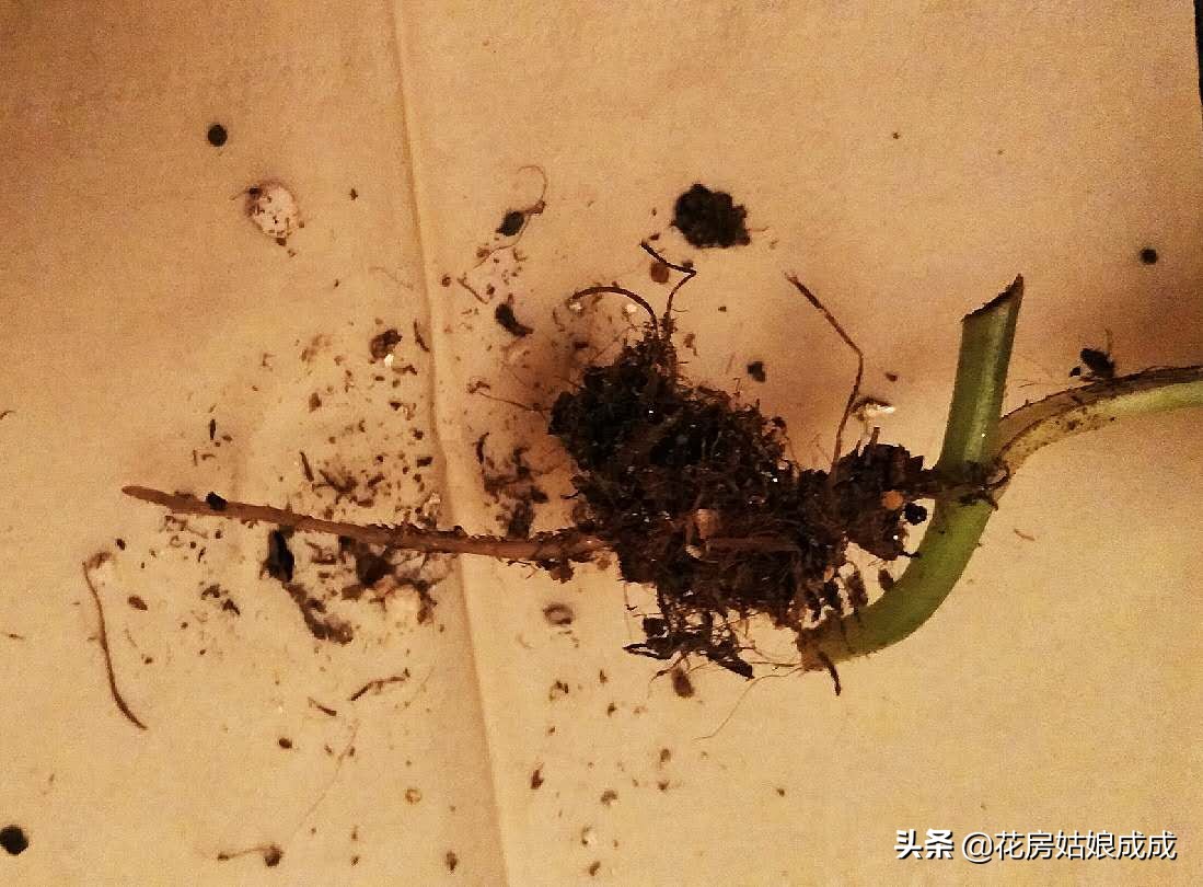 教你几个小技巧让绿萝枝繁叶茂,陪伴了多年的绿萝依旧枝繁叶茂