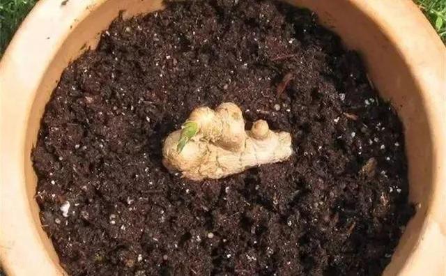 盆栽的生姜为什么生长慢,生姜发芽的土里可以种花吗