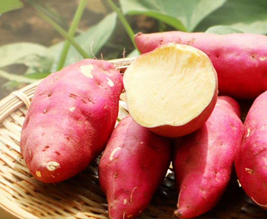 林清玄的红心番薯感悟,林清玄的红心番薯阅读