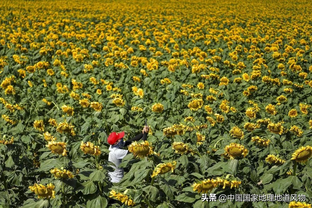 中国人什么时候开始嗑瓜子的,中国人什么年代嗑瓜子