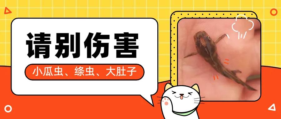 舌状绦虫的鱼如何处理干净,黄骨鱼会有寄生虫吗