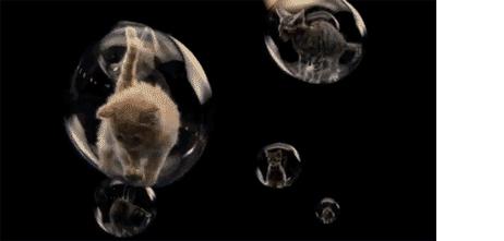 超级搞笑gif图,超好笑gif图