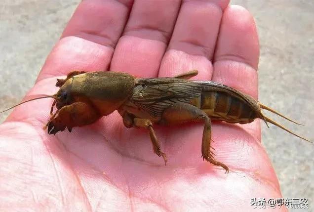 蝼蛄一斤卖几块,蝼蛄多少钱一斤和用处