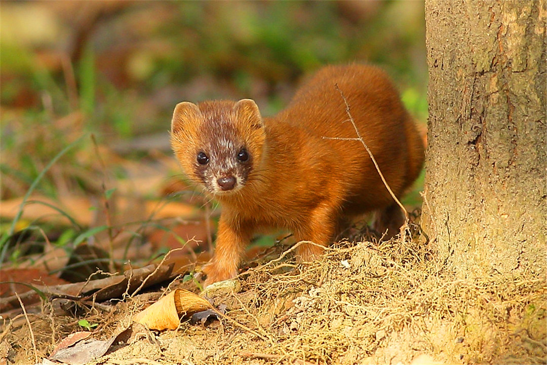 黄鼠狼全身是宝为何无人敢养殖,黄鼠狼浑身都是宝为何无人养殖