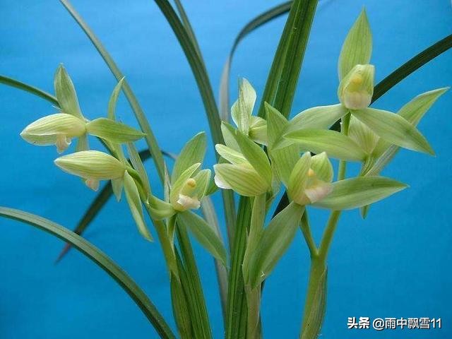 兰叶焦尖发黑是什么原因,兰花叶子焦尖是生病还是缺水判断