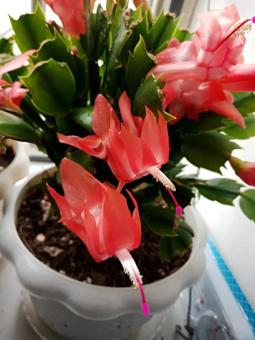 蟹爪兰20棵,有20株蟹爪兰适合多大的盆