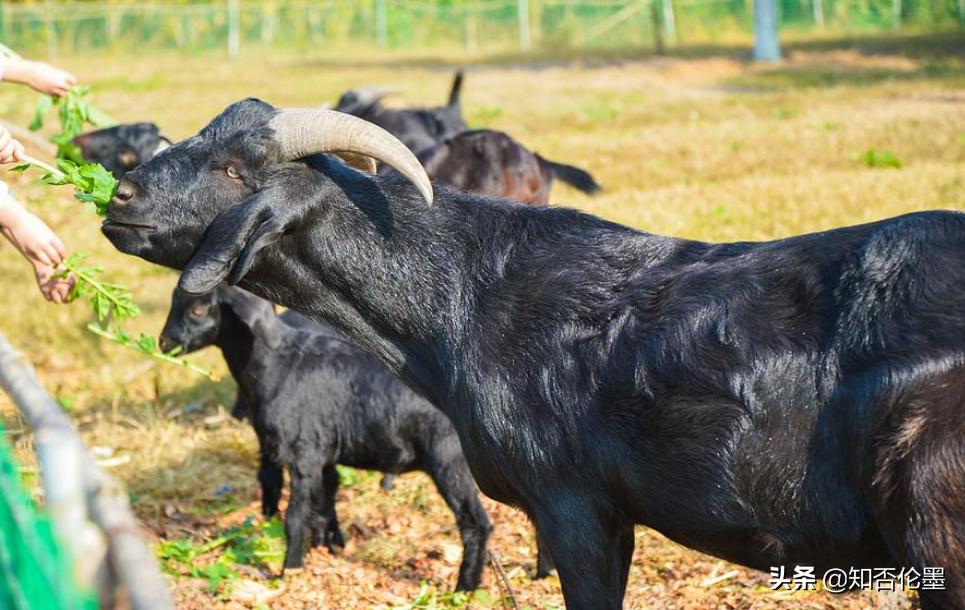 这才是农村最有前景的养殖项目,在农村养殖这四种动物不愁没销路