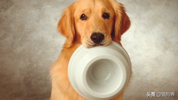人喝的羊奶粉适合给狗狗吃吗,羊奶粉真的是给狗喝的吗