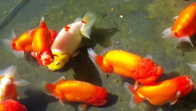 饲养观赏鱼药品有哪些,观赏鱼用的东西