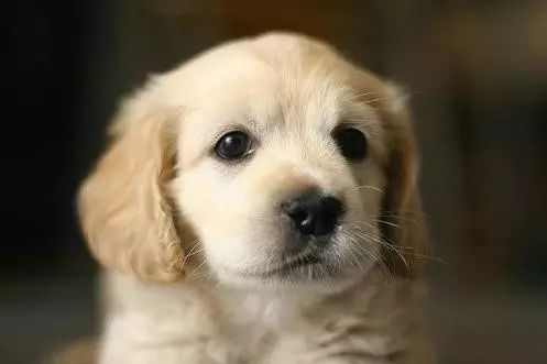 45只名犬排行,45种名犬您都认识吗