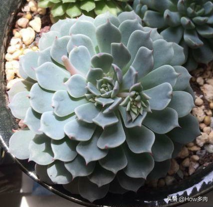 多肉华丽风车植物,初夏已到来