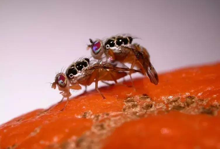 只因带了这些东西，被罚！看完后，澳洲留学生笑了