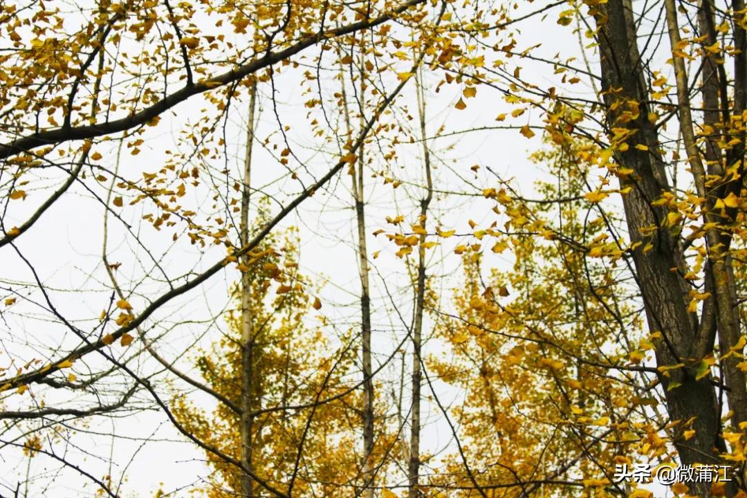 邂逅初冬的西湖,邂逅初冬的美妙韵味