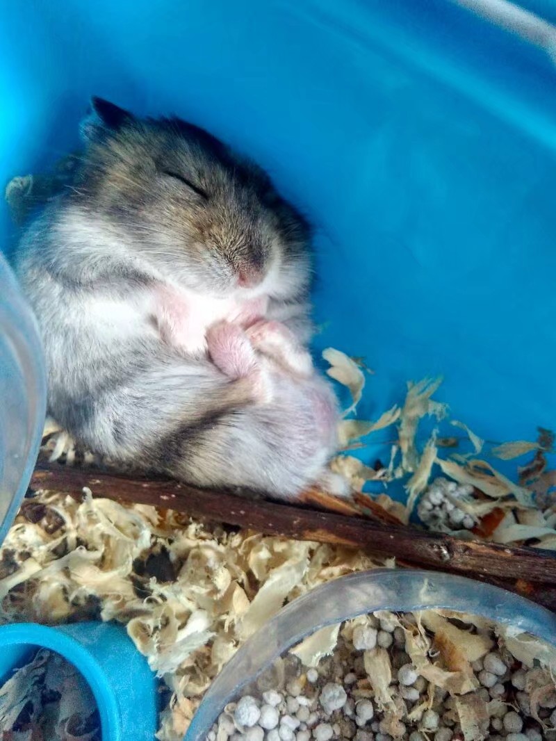 养仓鼠的注意事项和禁忌,养熊类仓鼠的注意事项