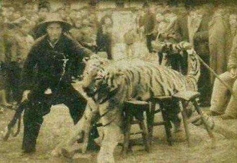 湖南老虎围攻村子事件,湖南奇人打死500多只老虎