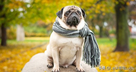 老年人适合养什么小型犬,适合家庭的十大犬种