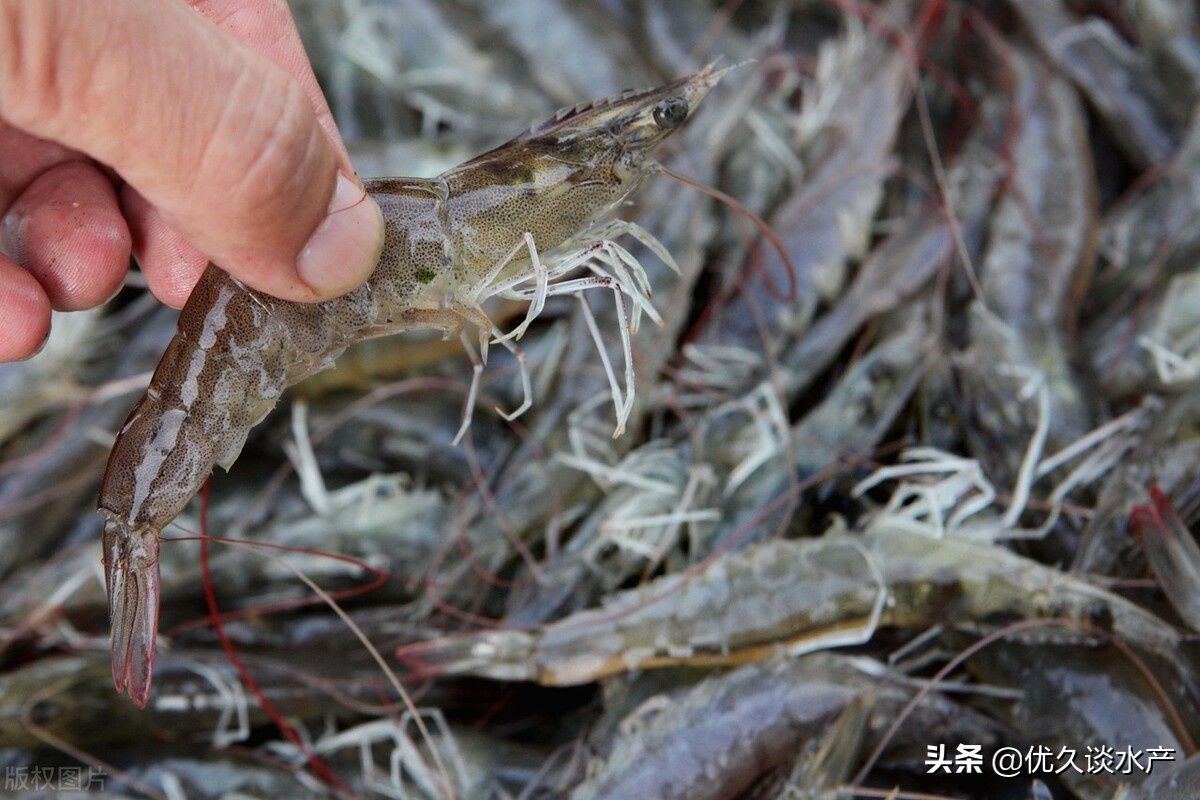 对虾红须红尾是怎么回事,对虾红体