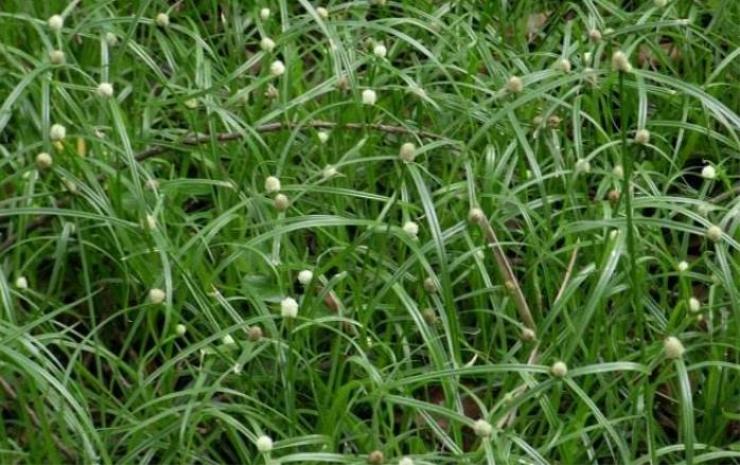 农村野外常见的尖叶恶性杂草,农田里常见的这种杂草