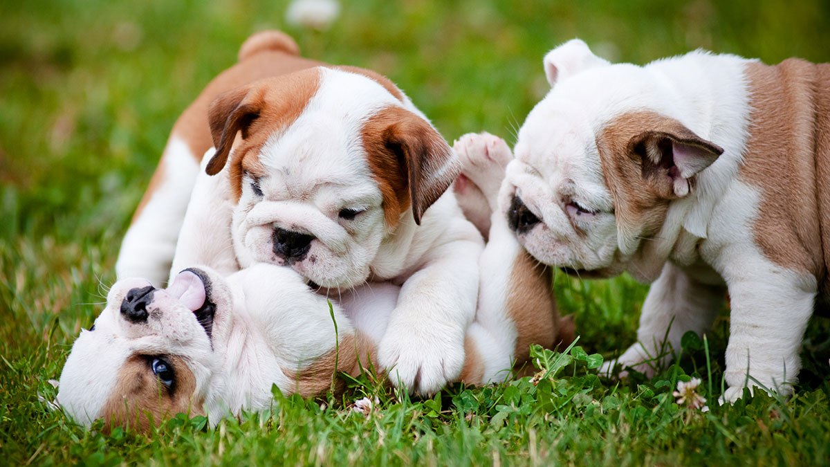 买狗如何避免被坑,买狗遇到的坑