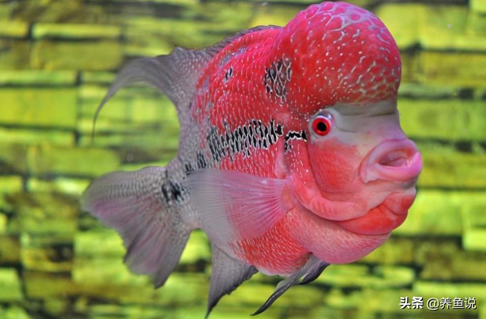 怎样与观赏鱼互动,如何训练观赏鱼的喂食积极性