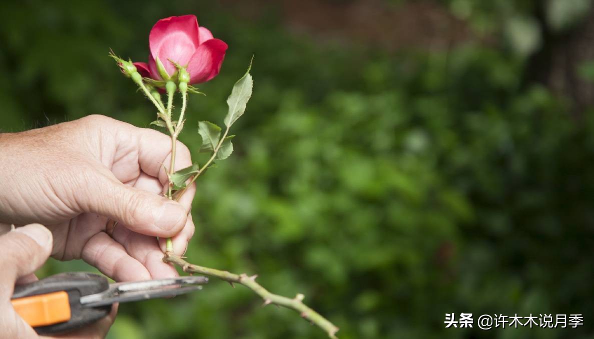 月季长得细开花少怎么办,月季叶子稀疏怎么办