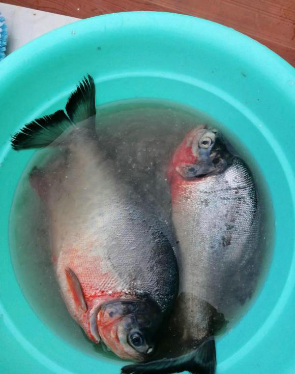 食人鱼咬死甲鱼事件,食人鱼钓鲶鱼视频