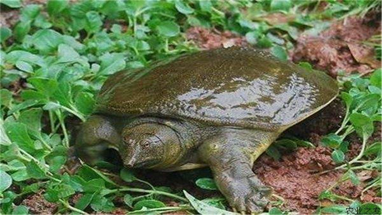 甲鱼养殖池的建造方法视频,养殖甲鱼苗池的建造