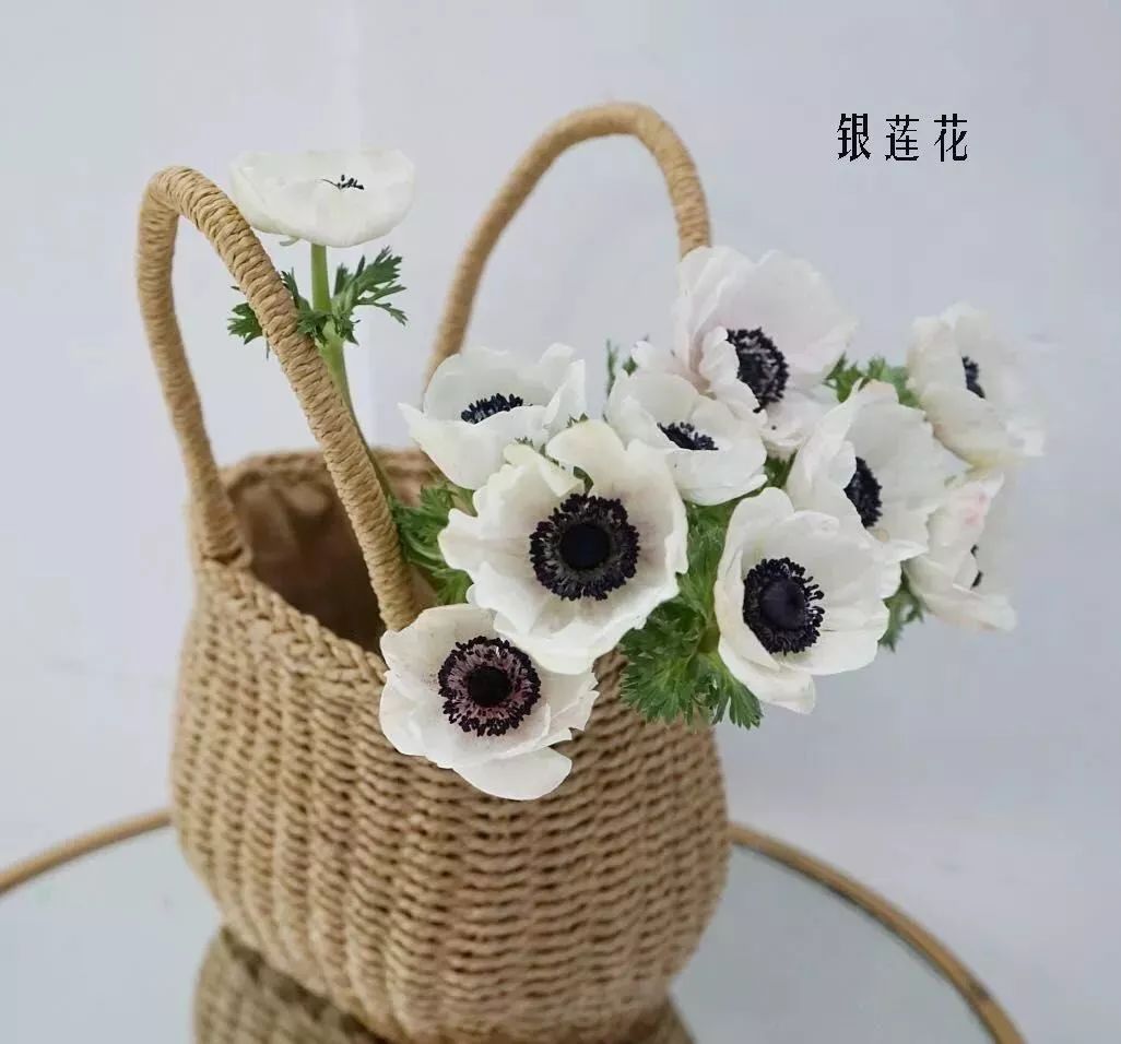 鲜花店常见花材品种大全,花店里同款的两种不同价格的花材