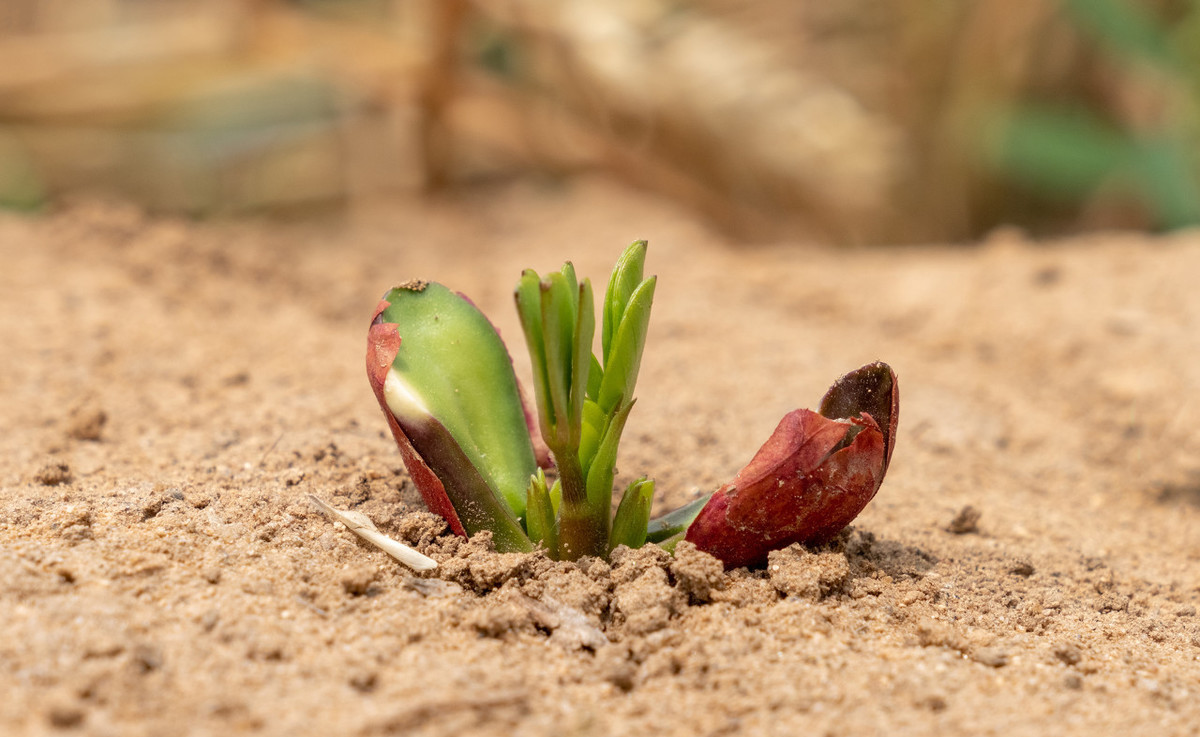 广东种植花生什么时间种植,种植花生一穴种植几粒