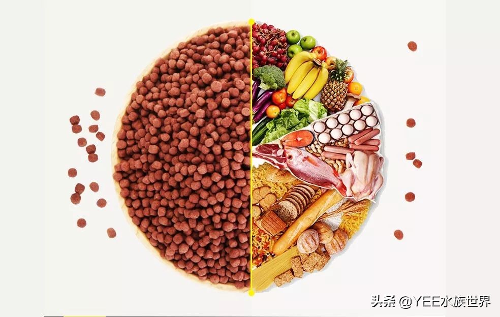 观赏鱼增菌可以用牛奶吗,观赏鱼增氧气