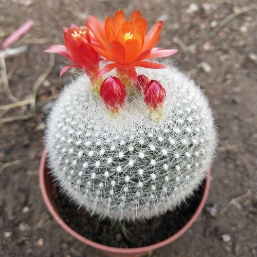 品种大全丨30个仙人球品种图鉴，每个都可爱肉萌到想要全部搬回家