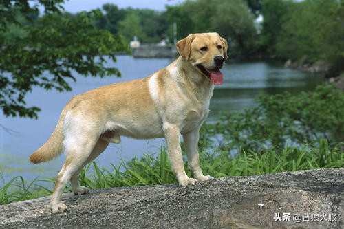 拉布拉多出门太兴奋,拉布拉多出门总是兴奋乱跑