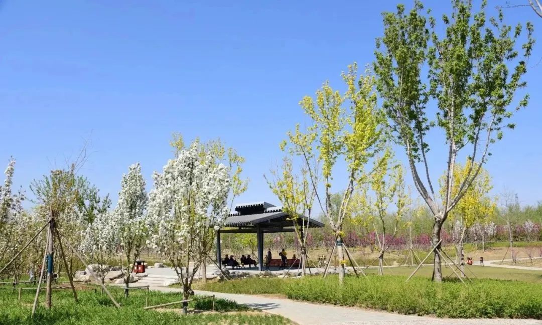 北京五环最美花海,附近免费景点踏青网红打卡地