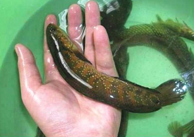 紧急通知：这些名门望族“石斑鱼，七星鱼”全都不能吃