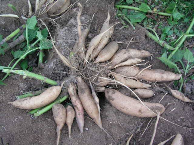 雪莲果种植技术及视频,雪莲果种植技术和种植条件