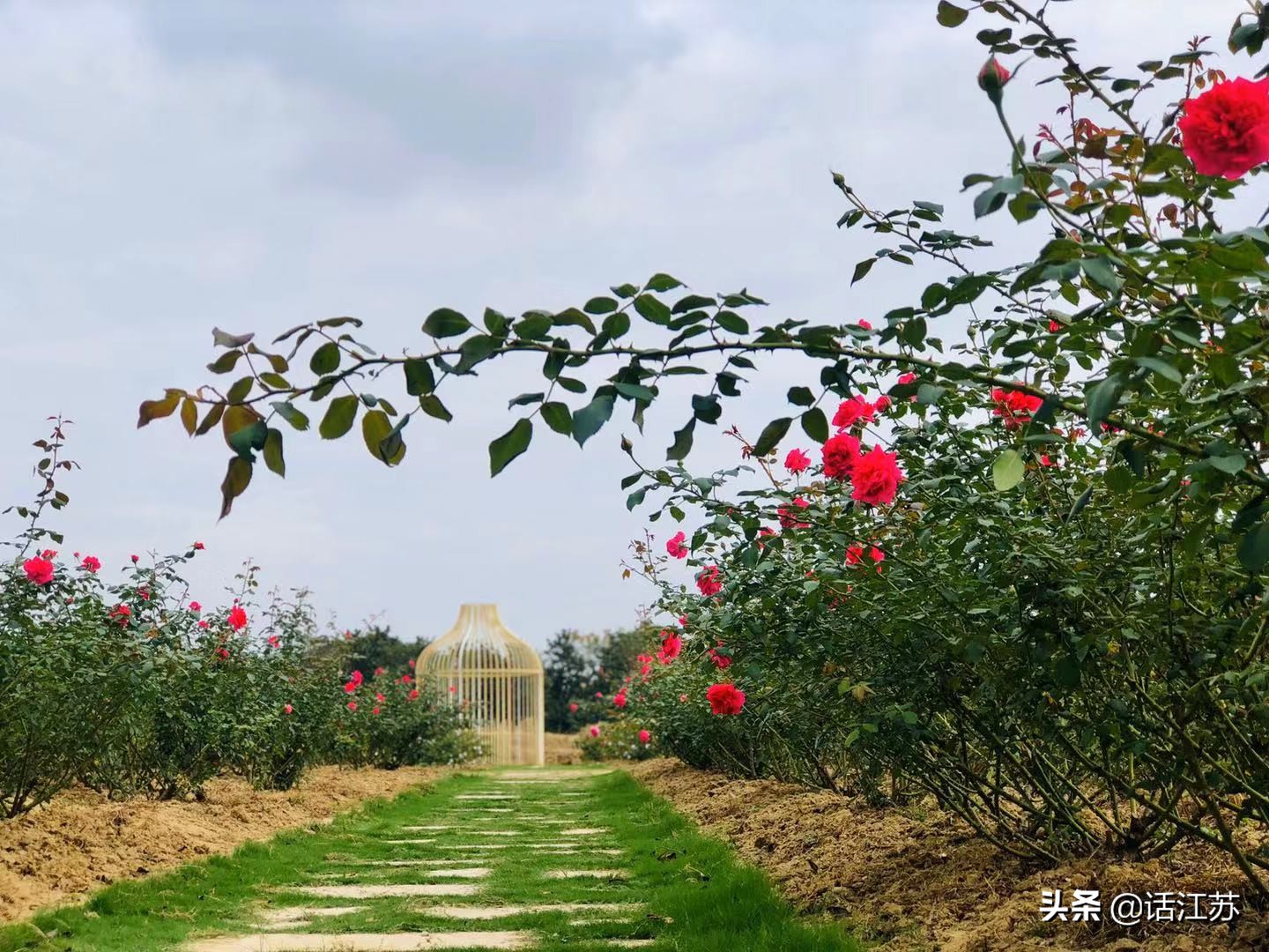 南京赏花的地方有哪里,南京赏花踏青