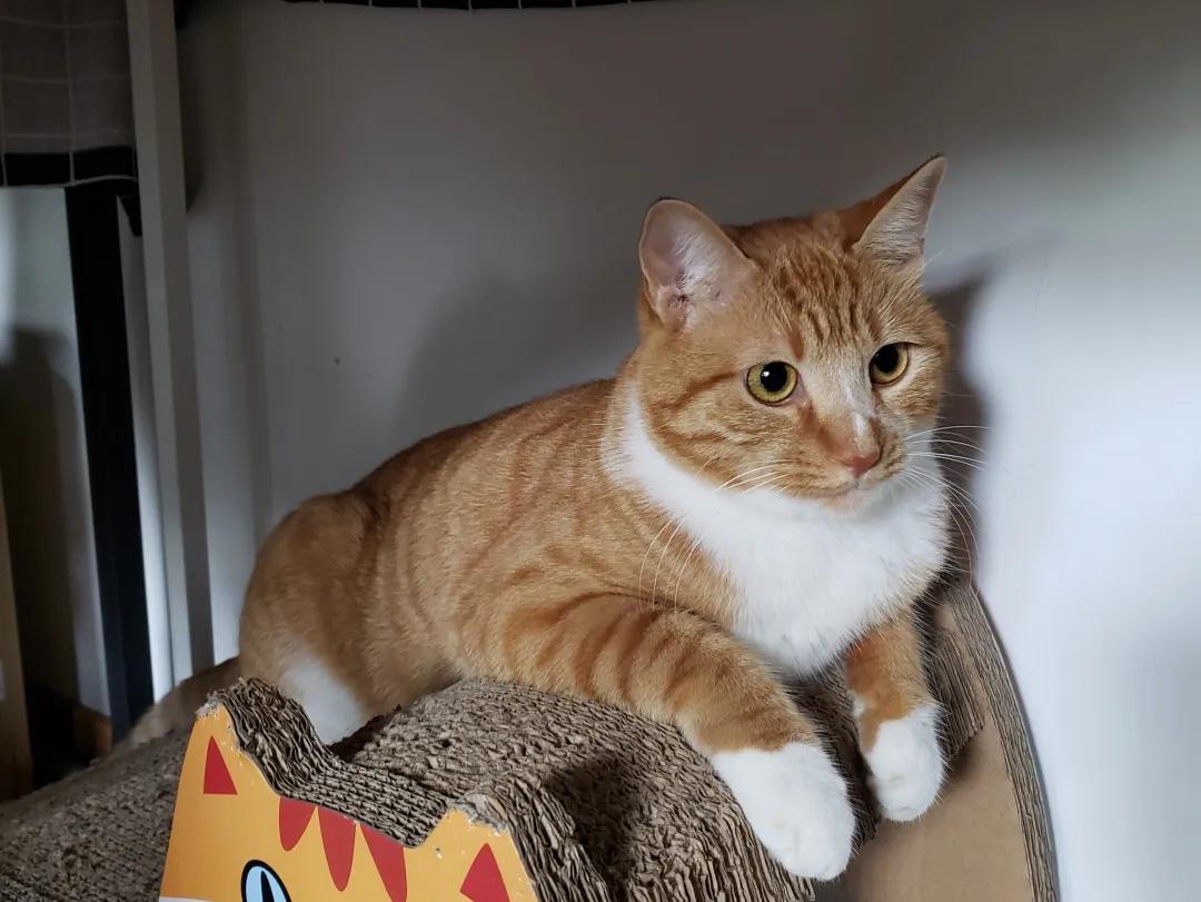 跟着我们猫狗大联盟，你会有喵的！黄阿姨猫咪领养专场