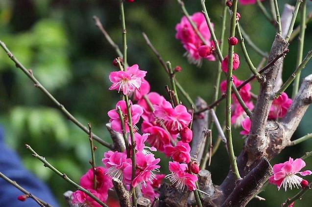 梅花树苗地面种植方法,怎么才能种梅花树