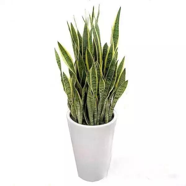 献给那些养花每次都养死的人文案,一直养死花但从未放弃养花