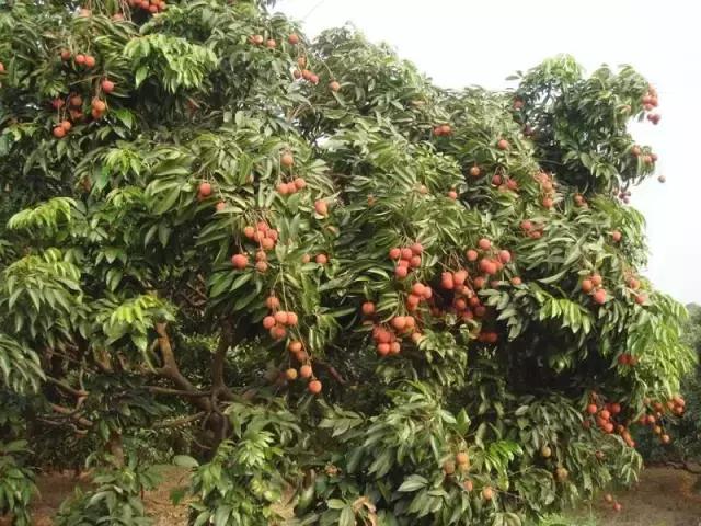 海南珍贵树木有哪些图片,海南花草树木名称大全